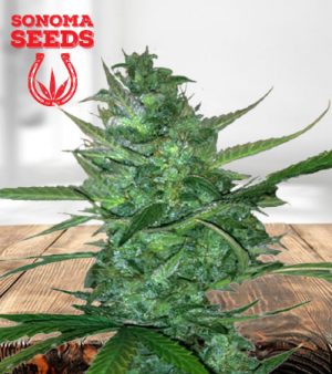 Super Sour Diesel Autoflower Marijuana Seeds