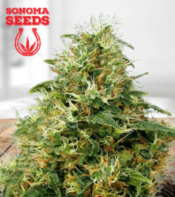 Sweet Mango Strain