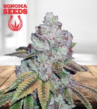 Tahoe OG Feminized Marijuana Seeds