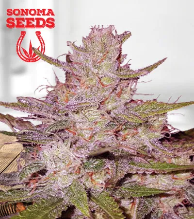 Tangerine Dream Autoflower Marijuana Seeds