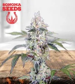 Tangie Cookies Strain