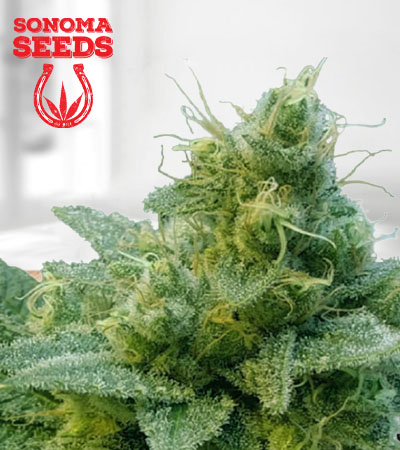 Thai Autoflower Marijuana Seeds