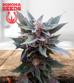 The Church Feminized Marijuana Seeds