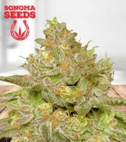 Thin Cookie Dog Autoflower Marijuana Seeds