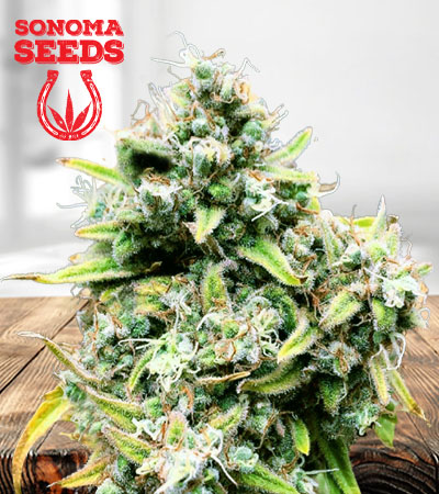 Train Wreck Autoflower Marijuana Seeds