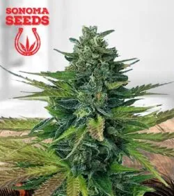 Triple Diesel Strain