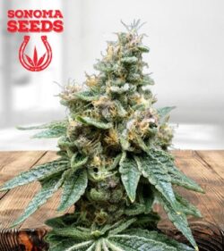 Tropicana Cookies Feminized Marijuana Seeds