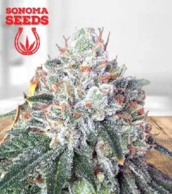 Tuna Kush Strain