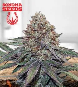 Ultra Bomb Cookie Strain
