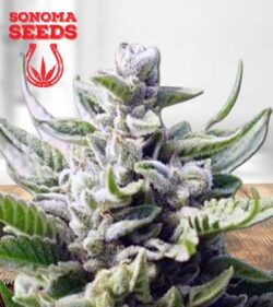 Utopia Strain
