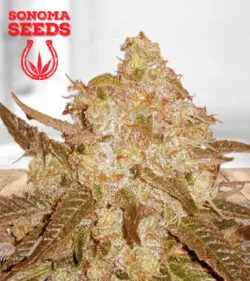 Venice OG Fast Version Marijuana Seeds