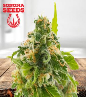 Watermelon Feminized Marijuana Seeds