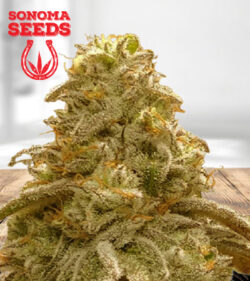 Watermelon OG Autoflowering Marijuana Seeds