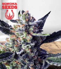 Wedding Crasher Strain