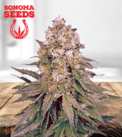 White Banner Feminized Marijuana Seeds