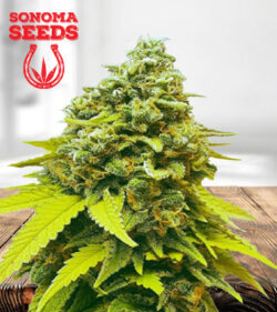 White Dwarf Feminized Marijuana Seeds