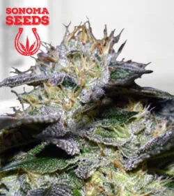White Fire OG Fast Version Marijuana Seeds