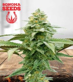 White Runtz Strain