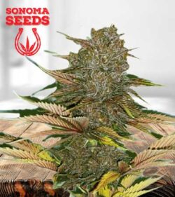 Zodiac Strain