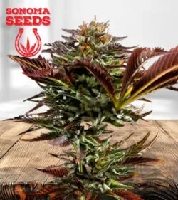 Alien OG Strain