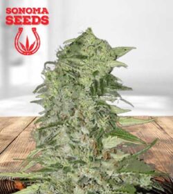 Diamond Girl Strain