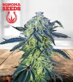 double scoop feminized marijuana