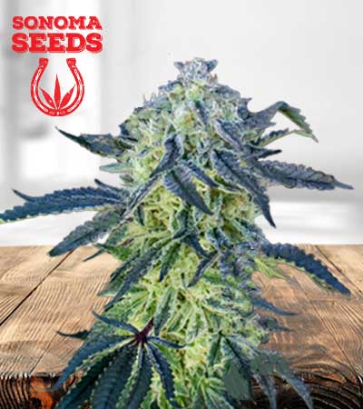 double scoop feminized marijuana