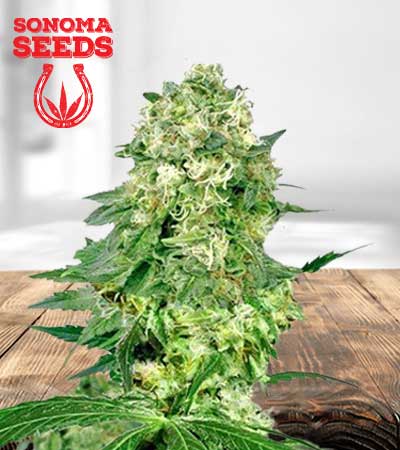 flower bomb kush feminized marijuana