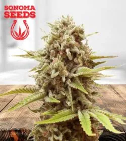 A La Mode Strain