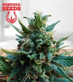 American Pie Strain