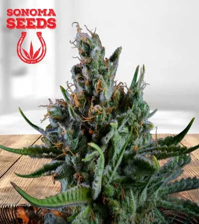 Big Bang Strain Feminized Marijuana Seeds