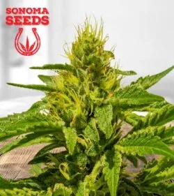 Cataract Kush
