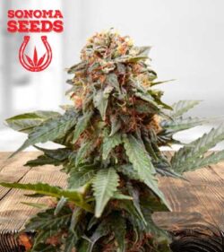 Fresh Candy Strain