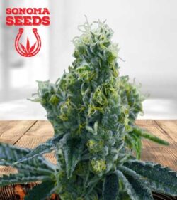 Ice Cream Cake Strain