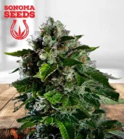 Kalashnikov Strain