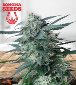 Kings Kush Strain