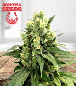 Kosher Cookies Strain