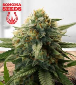 Super Bud Strain