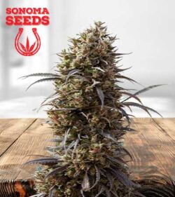 White Strawberry Skunk Strain