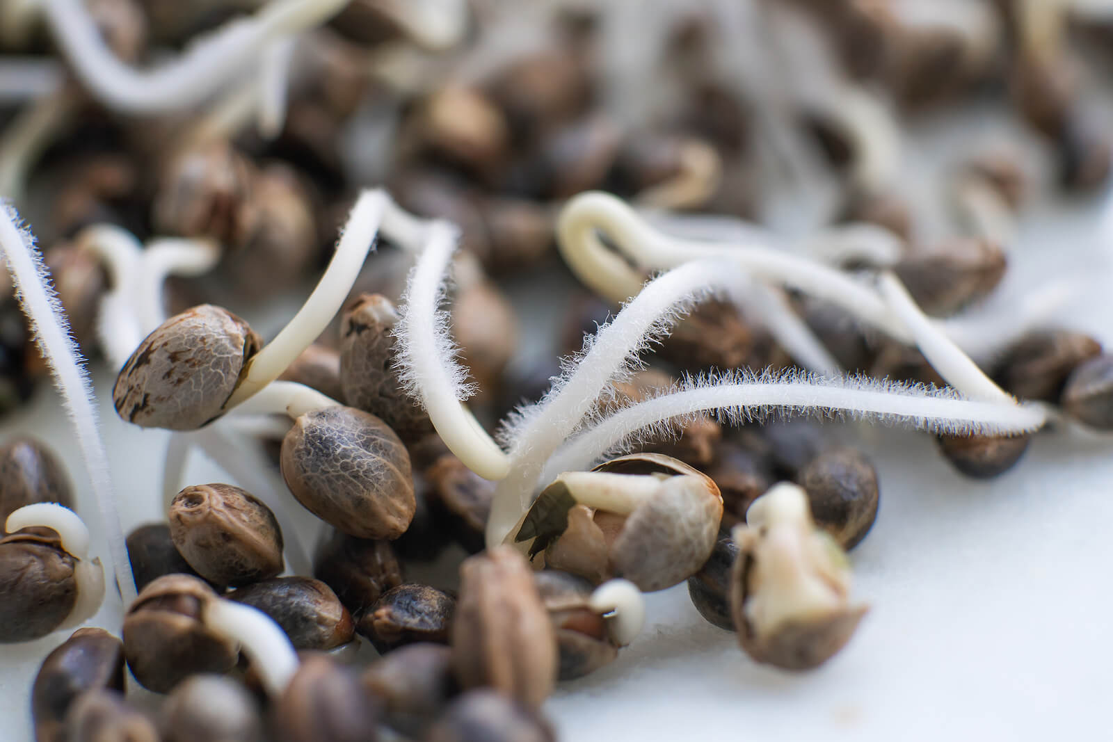 germinate cannabis seeds