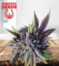 Acapulco Gold Strain