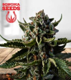 Dutch Treat Strain
