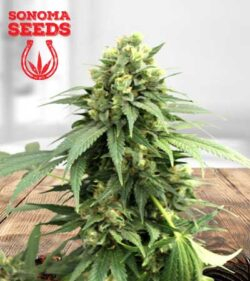 Fresh Candy Strain