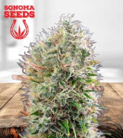 Kings Kush Strain
