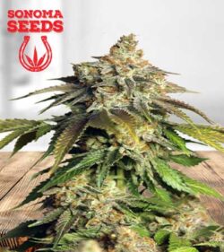 Mimosa Float Strain