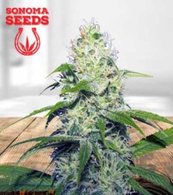 Neapolitan-Feminized