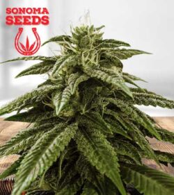 Peanut Butter Cake Strain