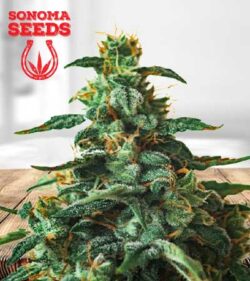 Thin Mint Strain