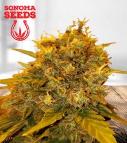 Tutankhamon Strain