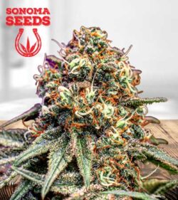 Cotton Candy Strain